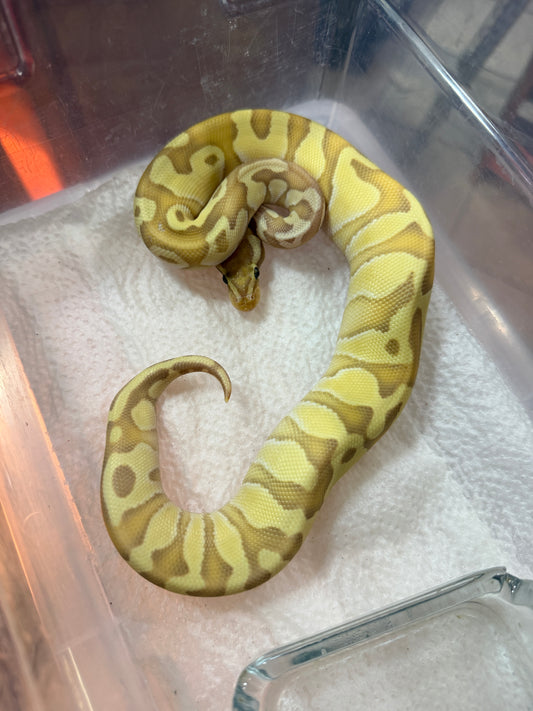 PITON BOLA BANANA ENCHI LESSER MACHO 8