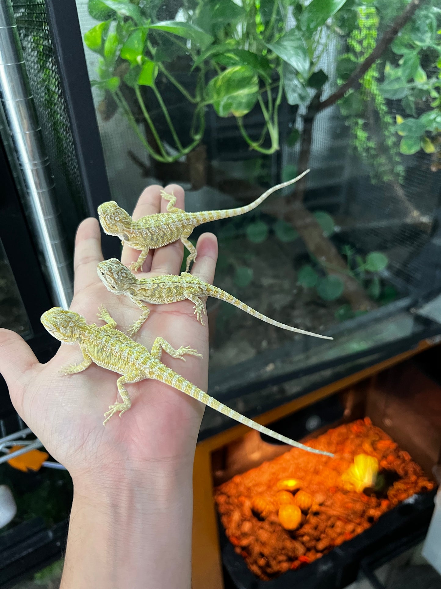 DRAGÓN BARBUDO CITRUS