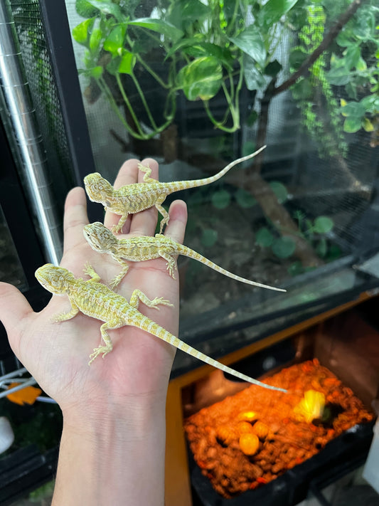 DRAGÓN BARBUDO CITRUS