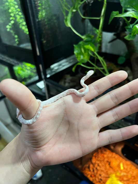 SERPIENTE MAICERA SNOW HEMBRA  42