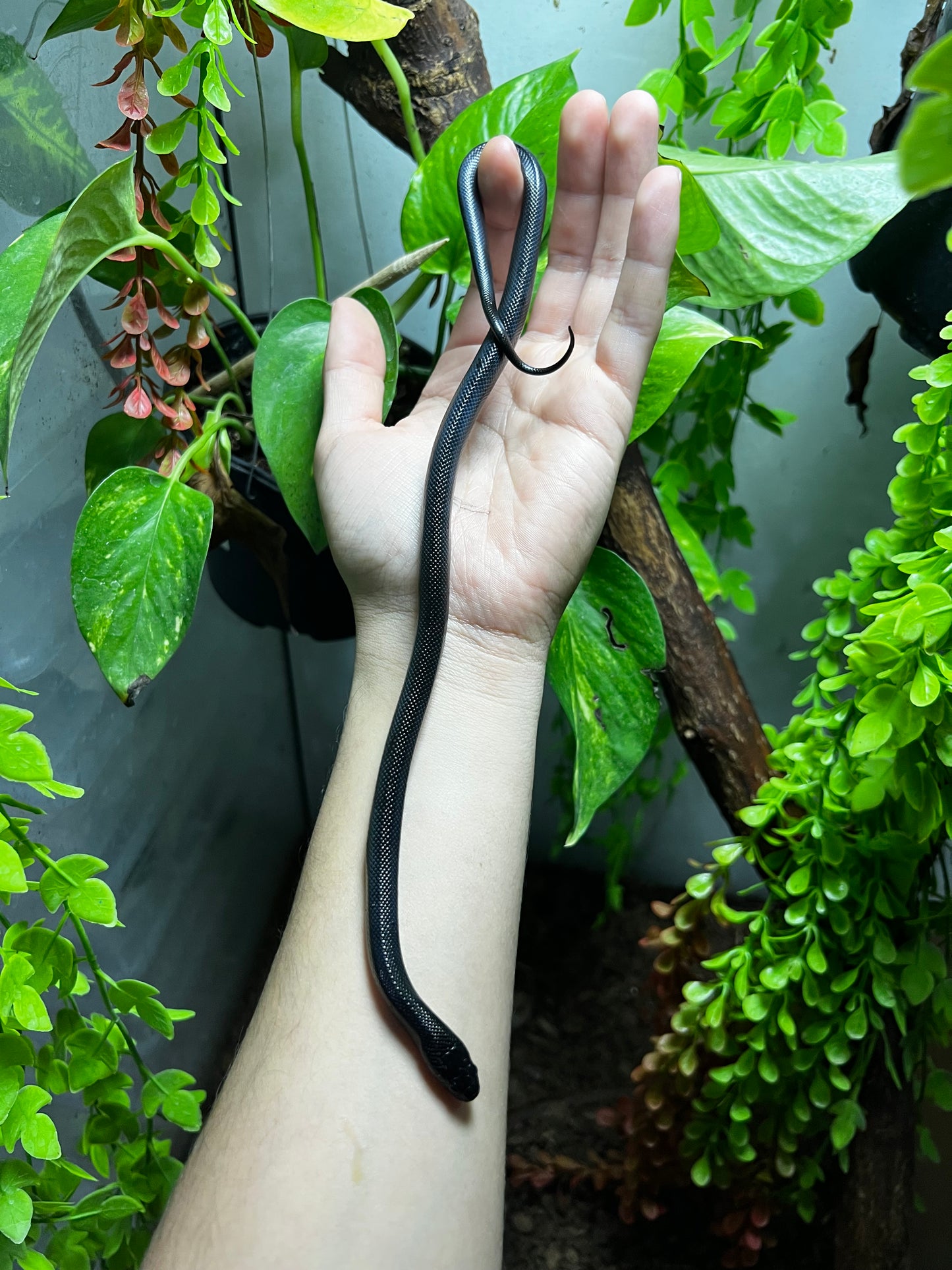 REY NEGRA MEXICANA MACHO 84