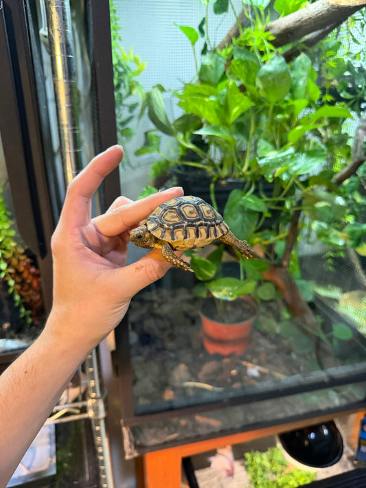 TORTUGA LEOPARDO 7 (Stigmochelys pardalis) CITES2025