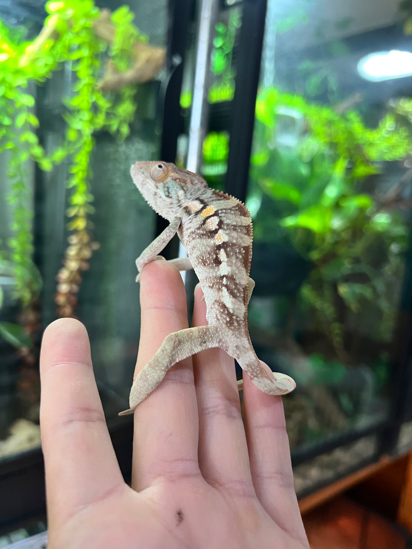 CAMALEÓN PANTERA RBBB HEMBRA JUVENIL