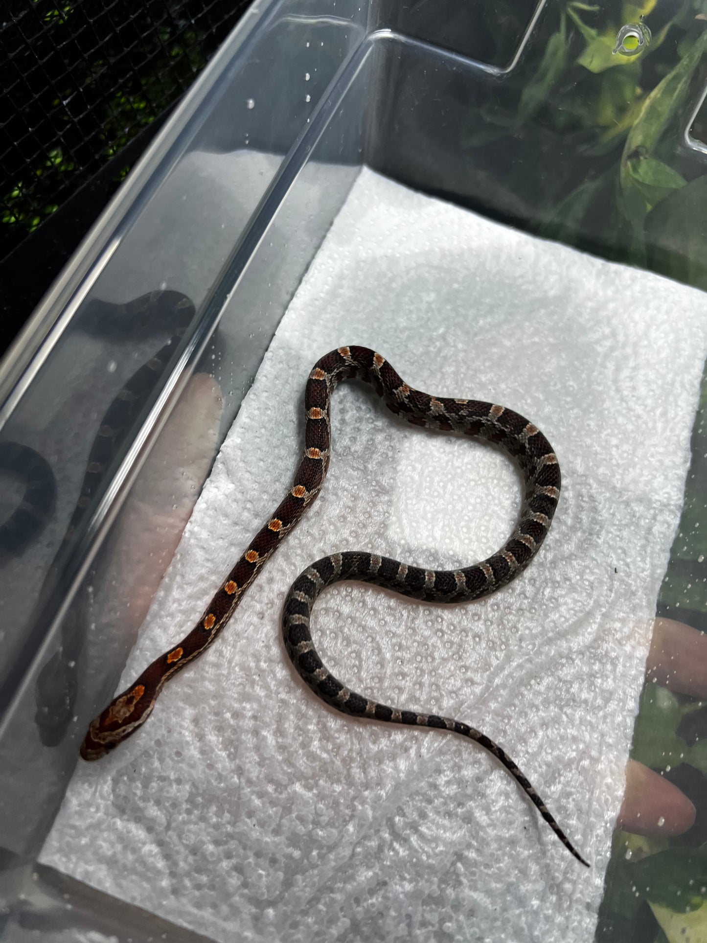 SERPIENTE MAICERA NOMINAL HEMBRA 27