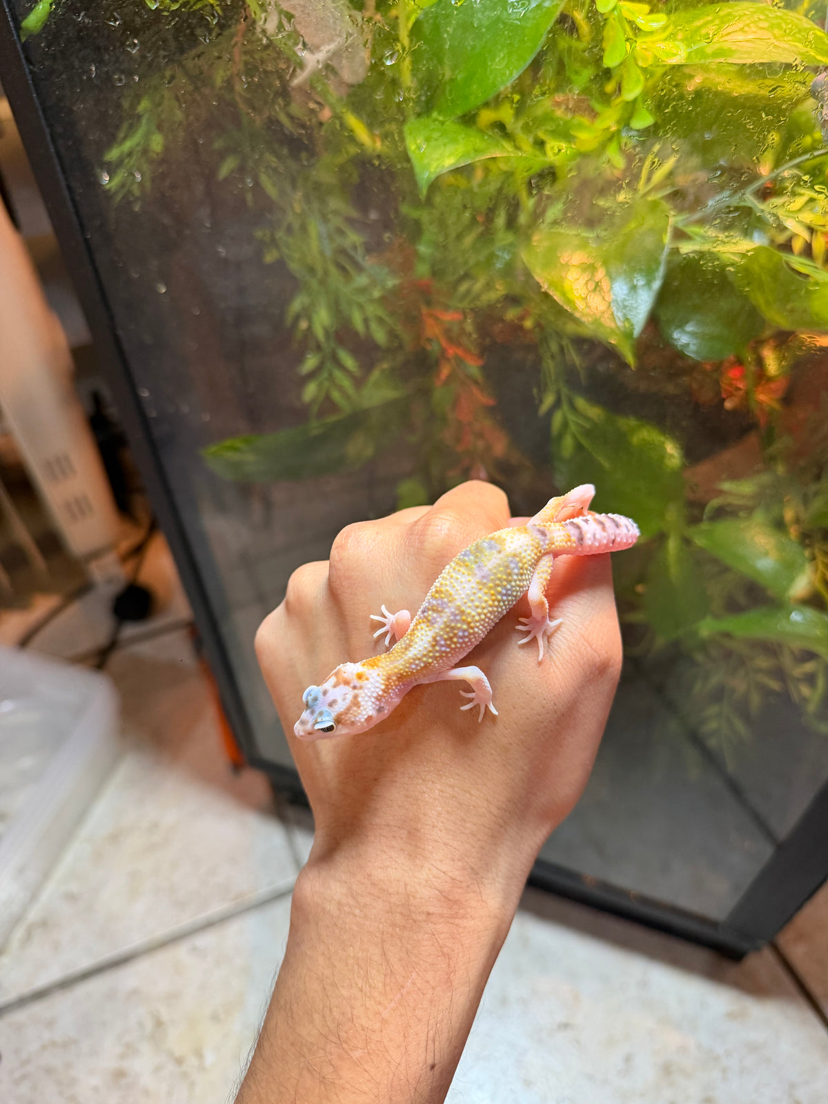 GECKO LEOPARDO NOMINAL  INCUBADO PARA MACHO 174