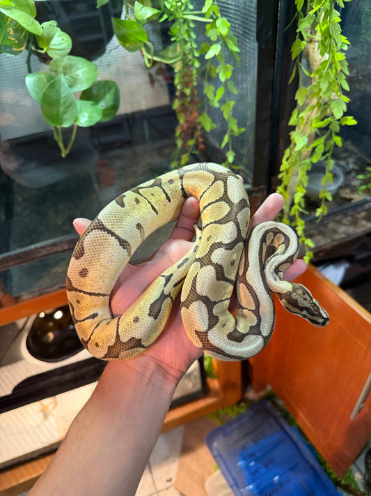 PITÓN BOLA MOJAVE SPIDER MACHO ADULTO 2023