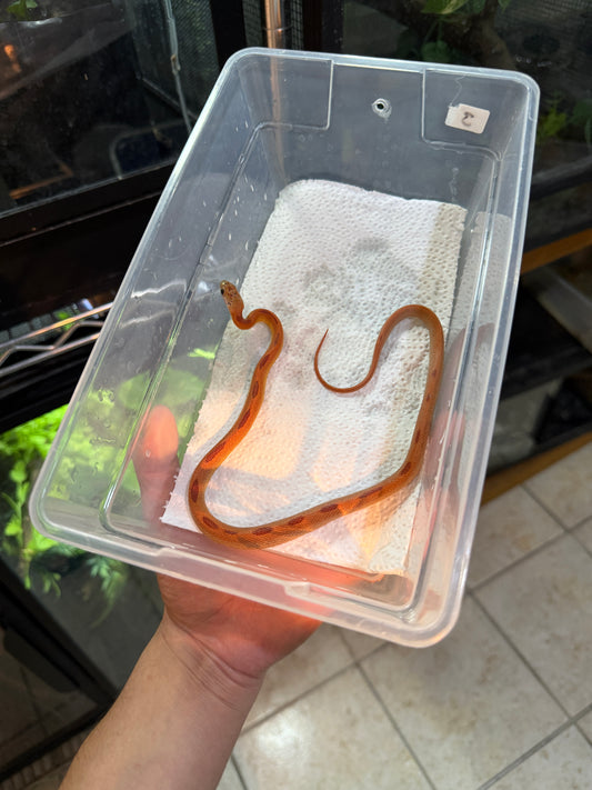 SERPIENTE MAICERA HYPO MOTLEY TANGERINE