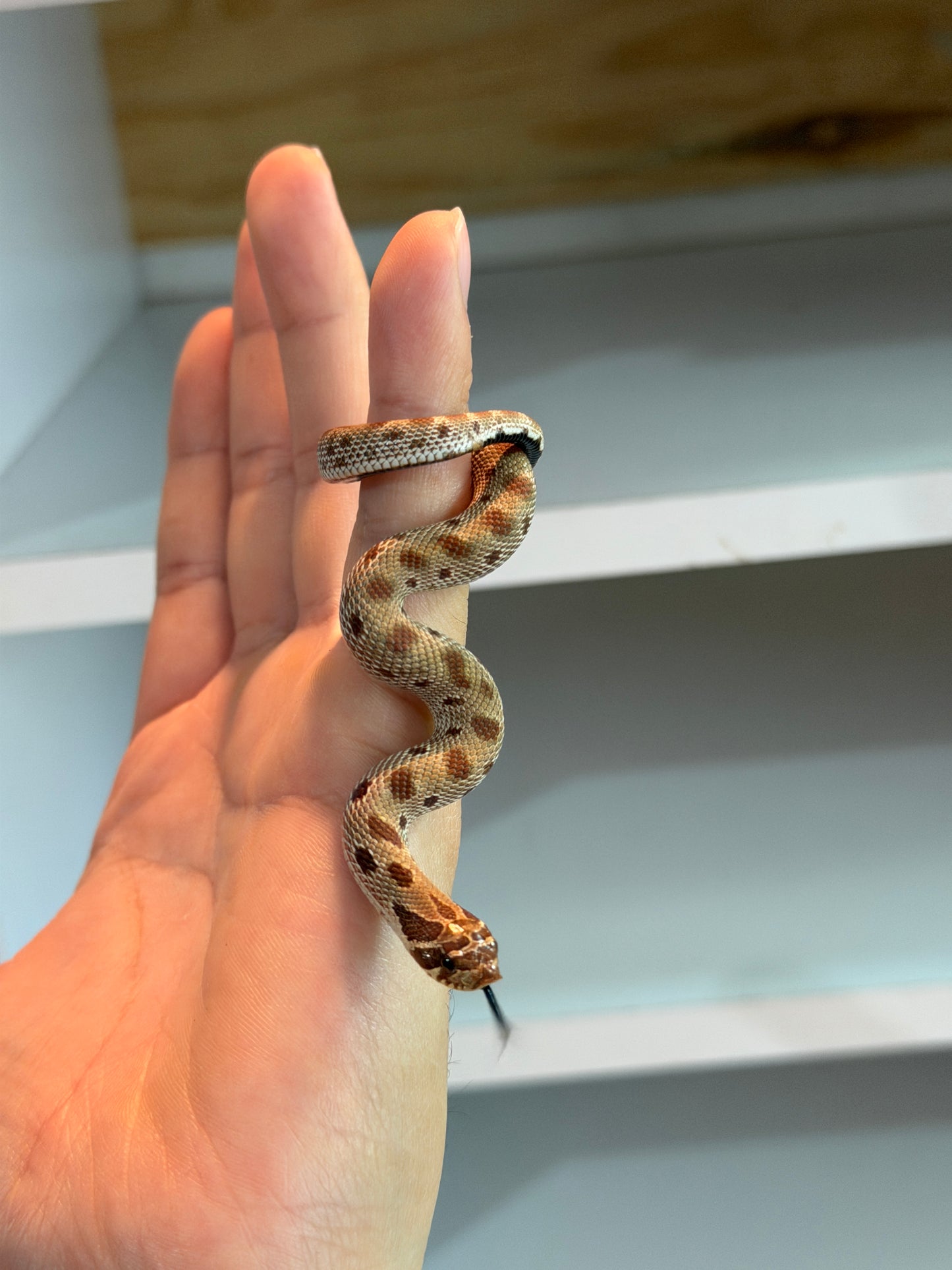SERPIENTE NARIZ DE CERDO (HOGNOSE) CONDA MACHO