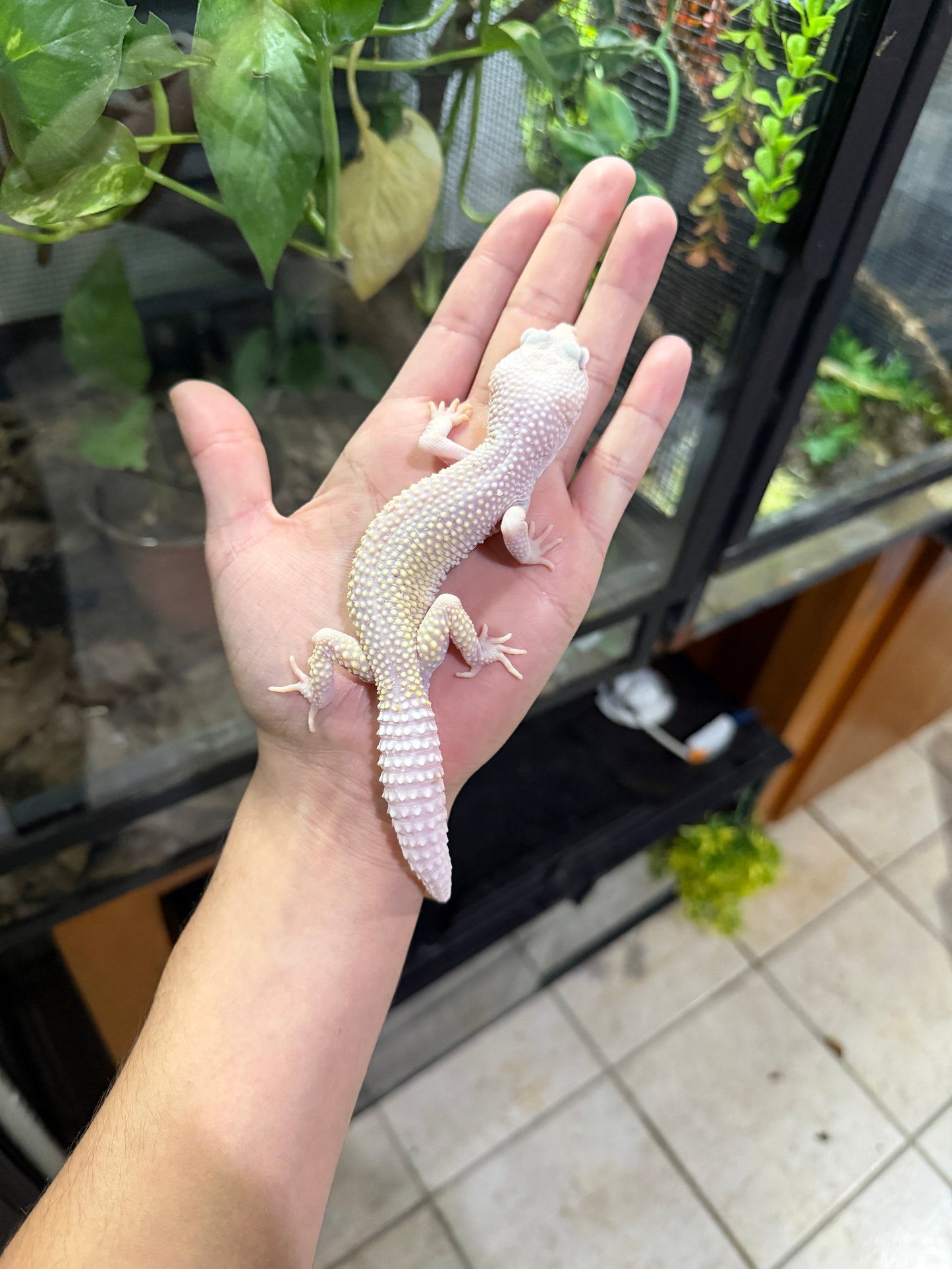 GECKO LEOPARDO DIABLO BLANCO MACHO 2