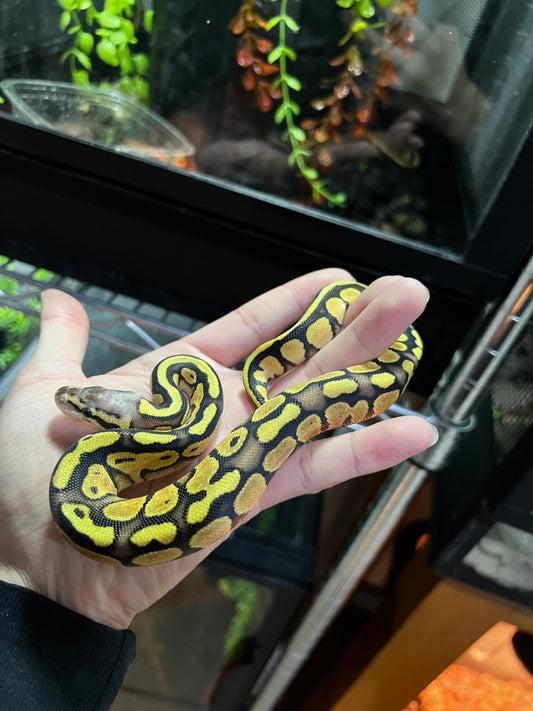 FIREFLY HEMBRA 48