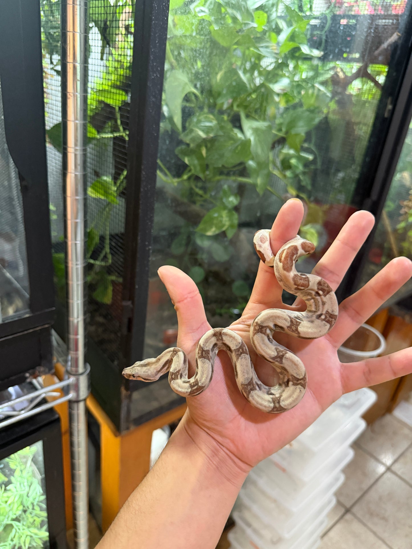 BOA COLOMBIANA HYPO HET ANERY 50% HET ALBINO KHAL HEMBRA