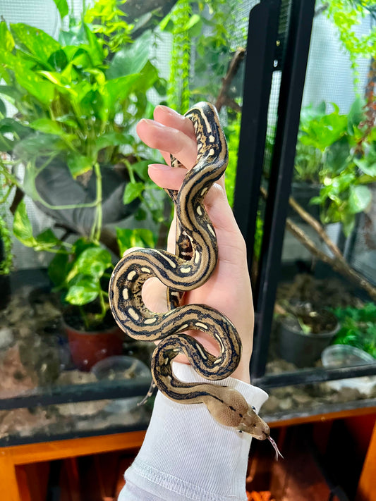 PITON RETICULADA TIGER 100% HET PIED MACHO 50cm aprox. 04-01