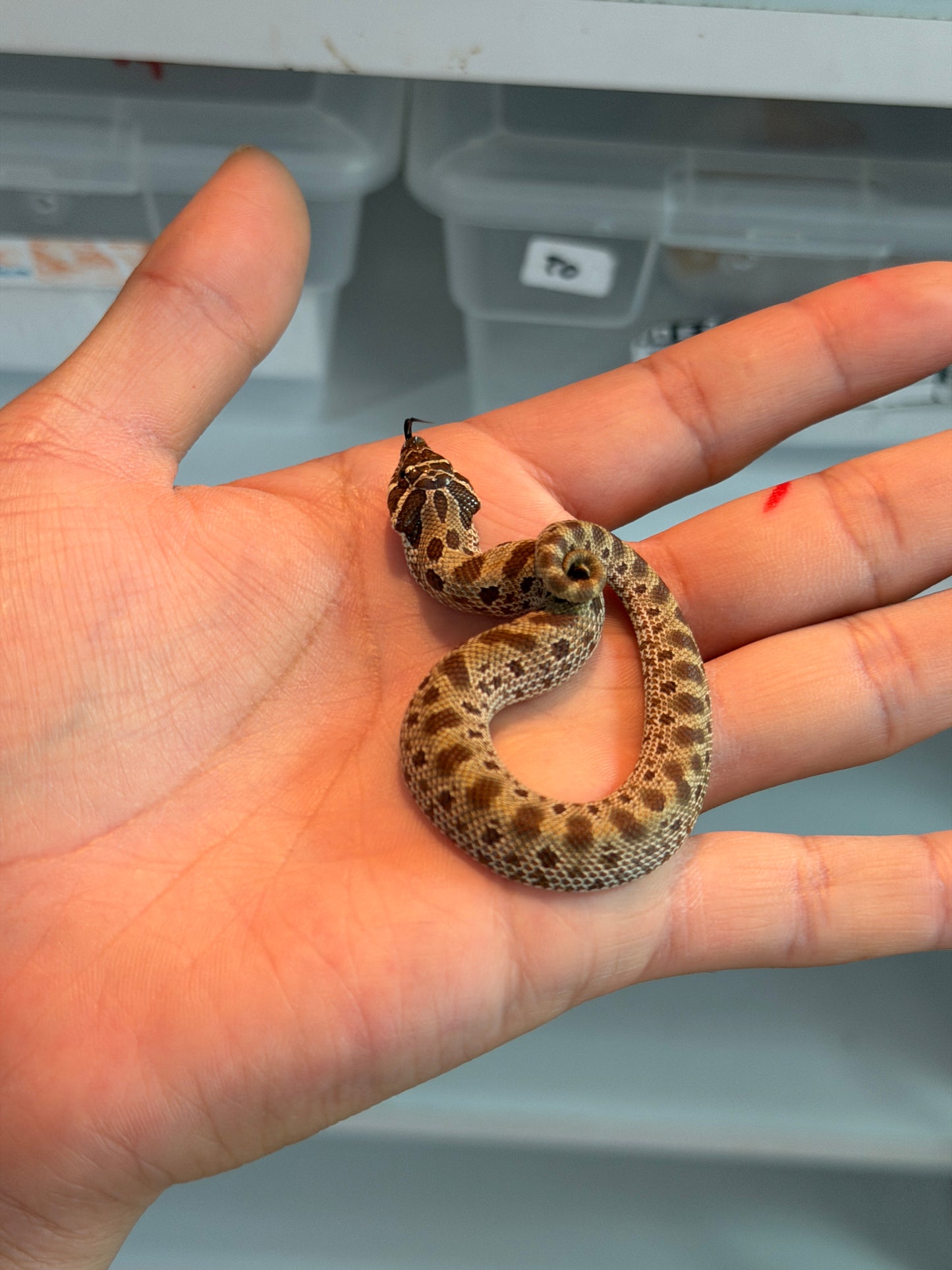 SERPIENTE NARIZ DE CERDO (HOGNOSE) CONDA HEMBRA 13
