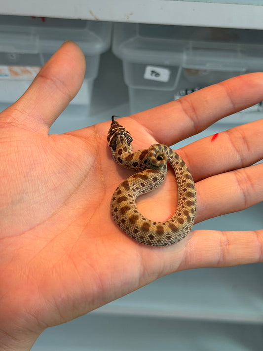 SERPIENTE NARIZ DE CERDO (HOGNOSE) CONDA HEMBRA 13