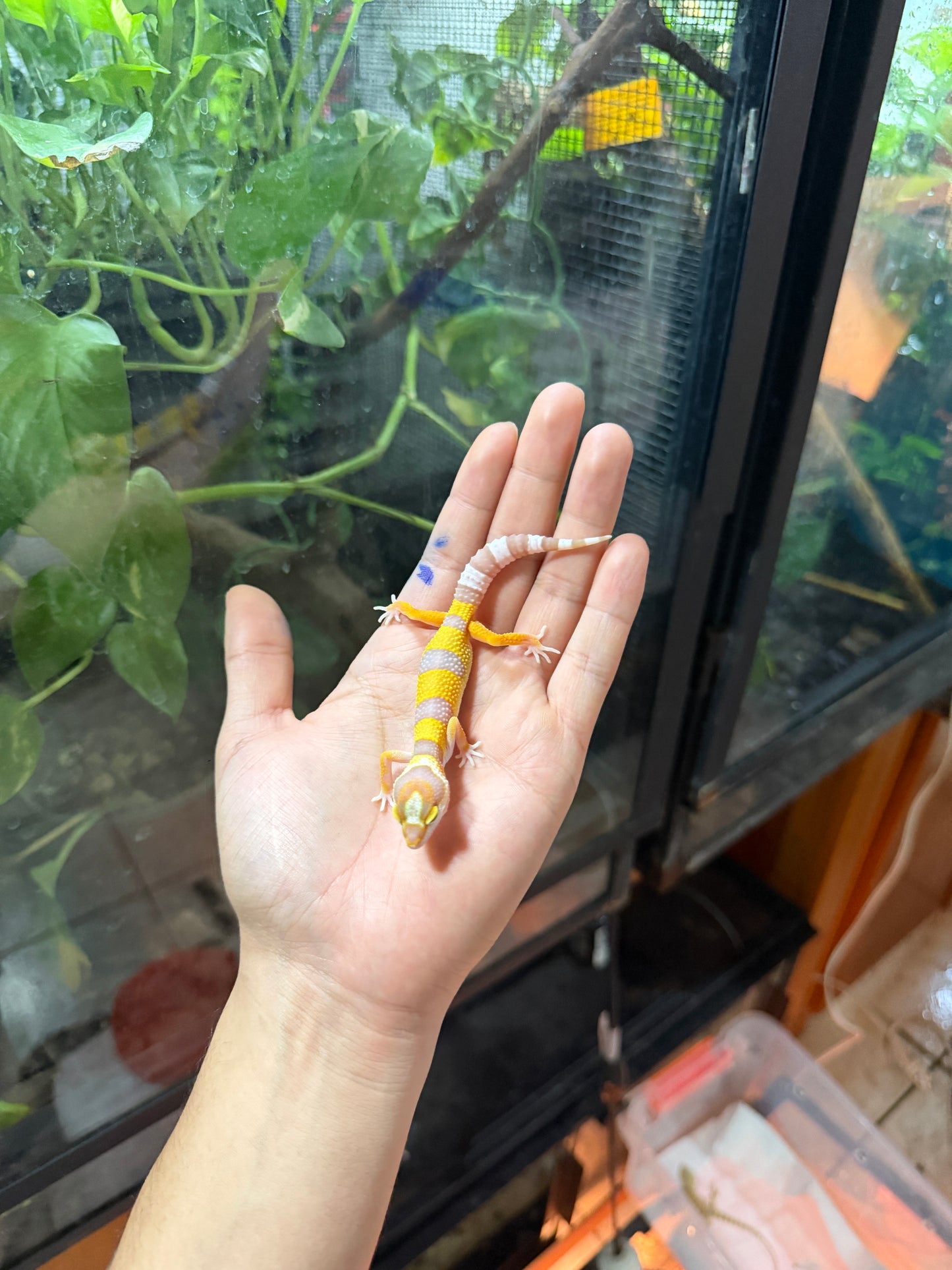 GECKO LEOPARDO TANGERINE TREMPER HIGH CONTRAST 65