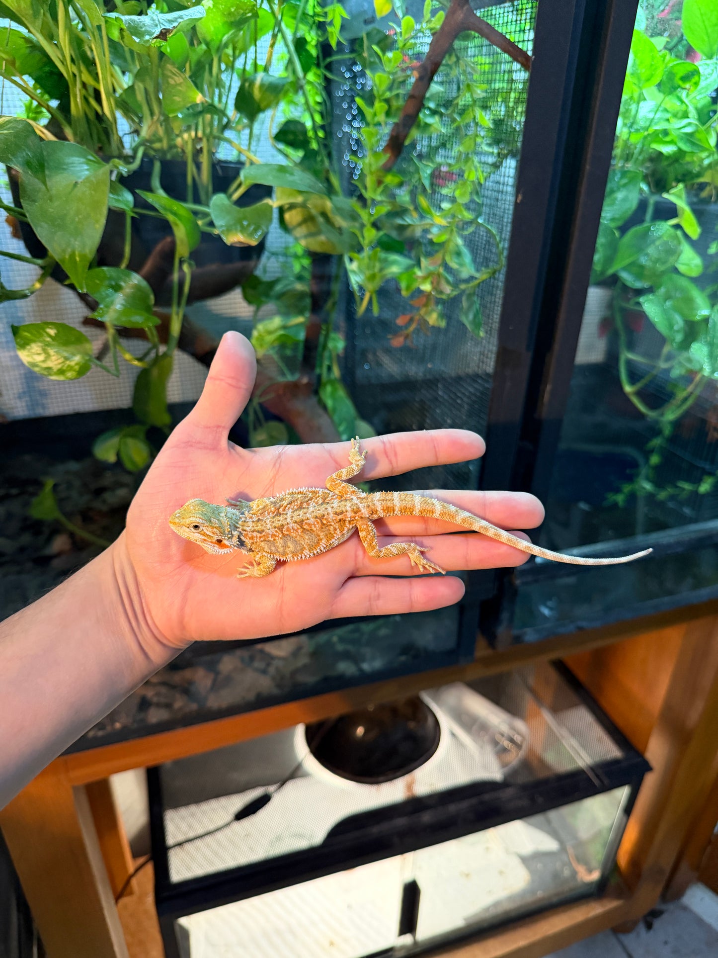 DRAGÓN BARBUDO HYPO JUVENIL 12