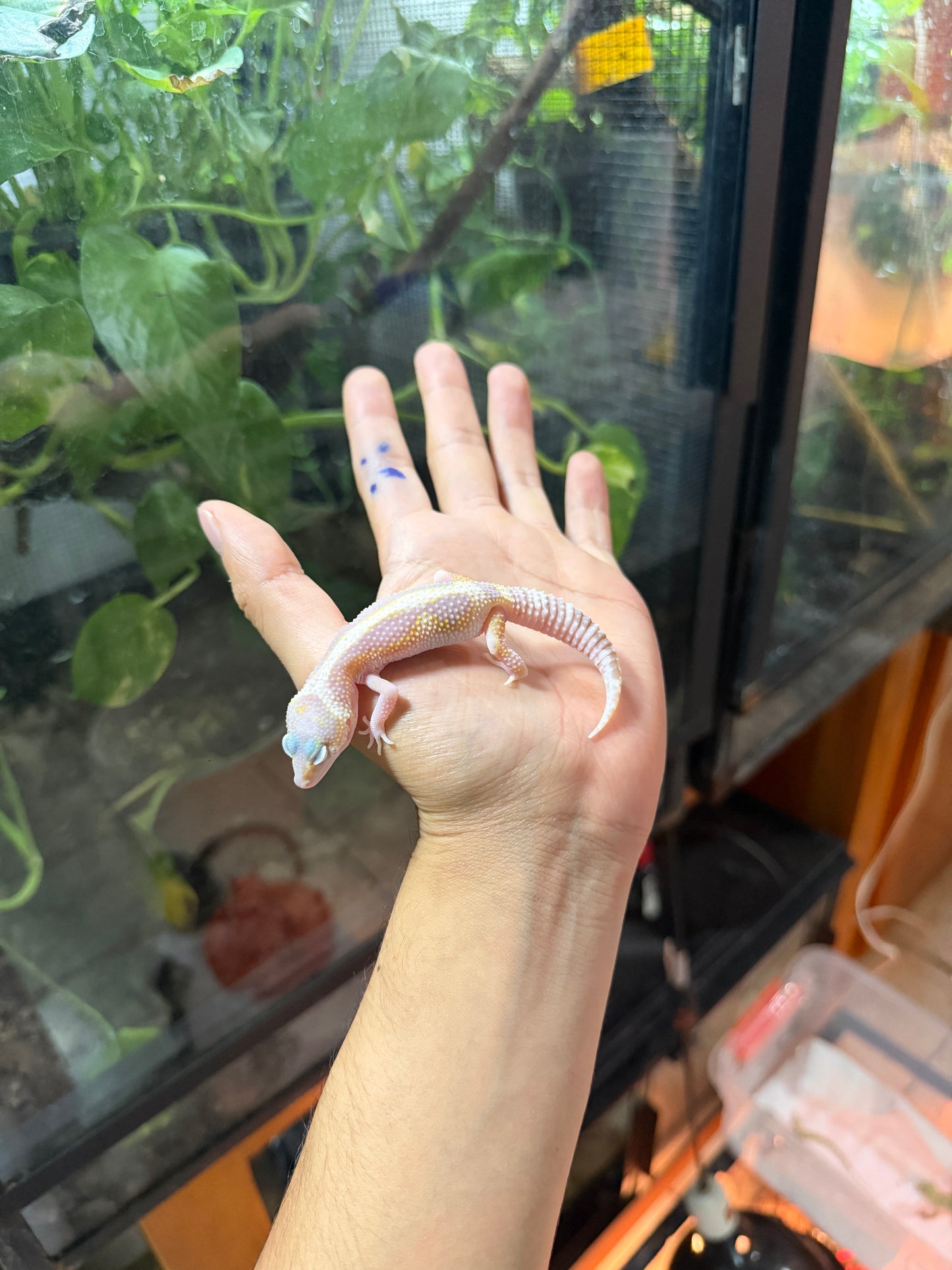 GECKO LEOPARDO MACK ANOW TANGERINE TREMPER REVERSE STRIPE 64