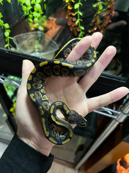 MAHOGANY MACHO 53