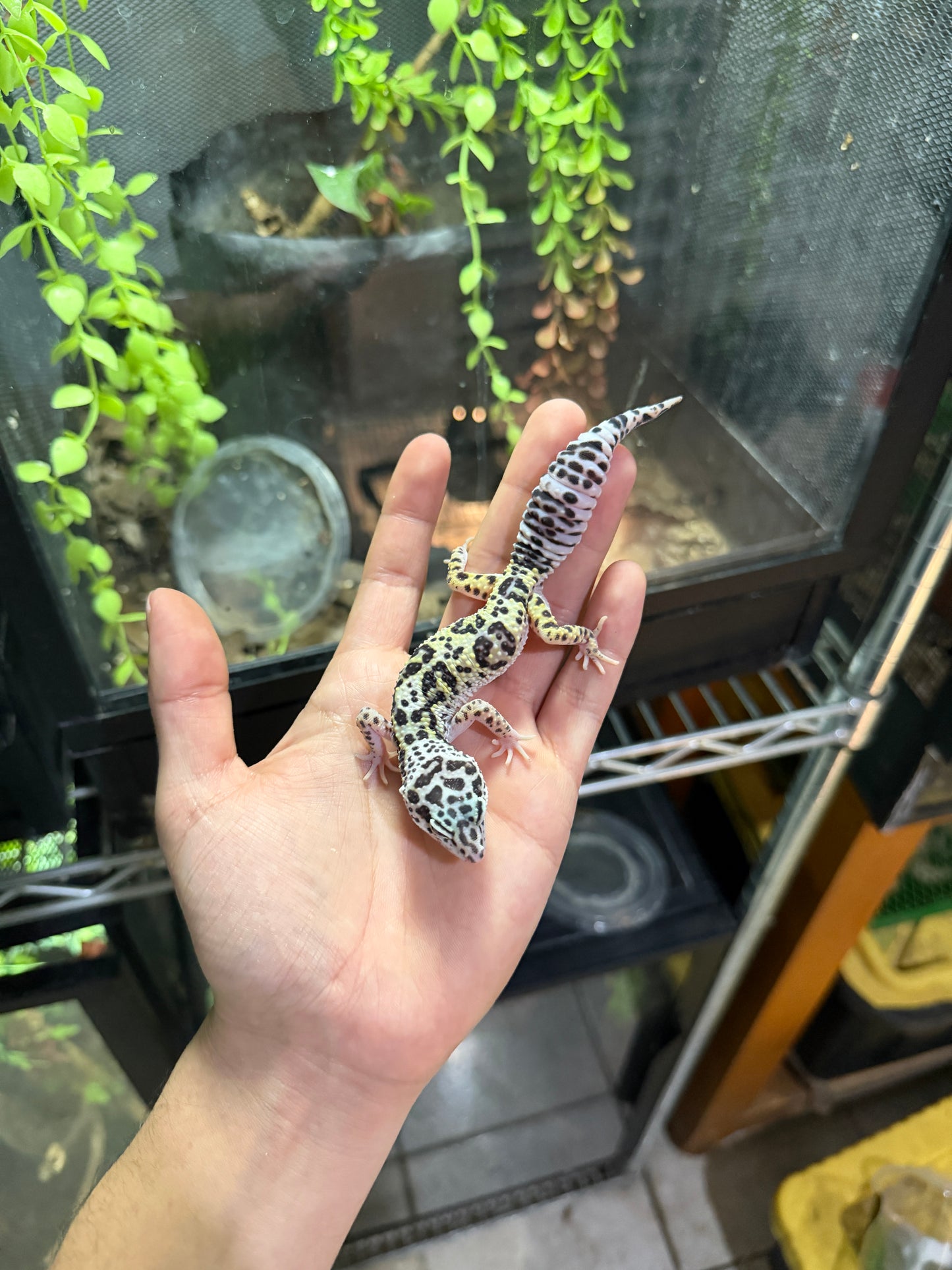 GECKO LEOPARDO  MACK SNOW HEMBRA 6329