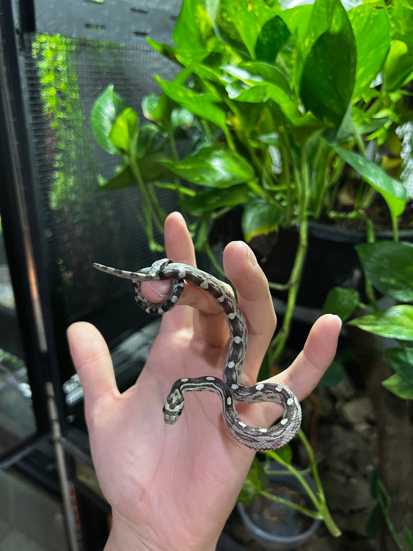 SERPIENTE MAICERA MOTLEY ANERY HEMBRA 12