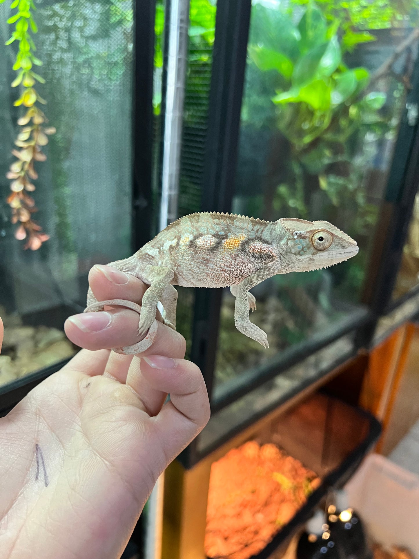 CAMALEÓN PANTERA RBBB HEMBRA JUVENIL