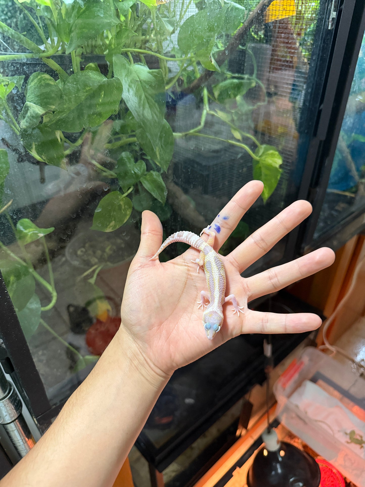 GECKO LEOPARDO MACK ANOW TANGERINE TREMPER REVERSE STRIPE 64