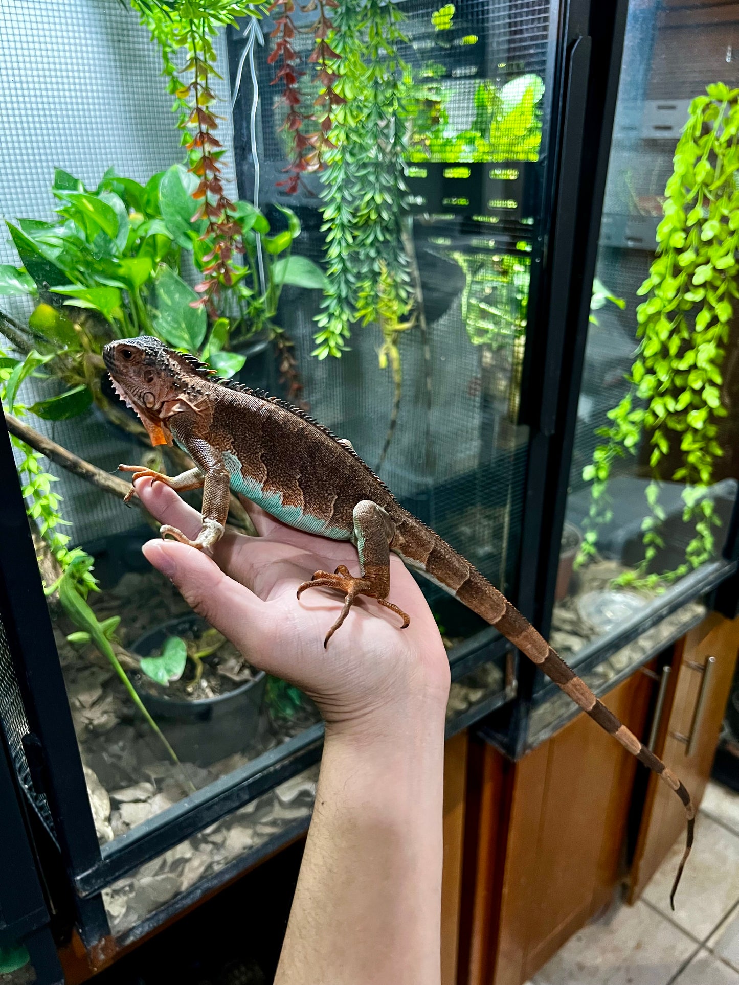 IGUANA ROJA PANZA AZUL 2024
