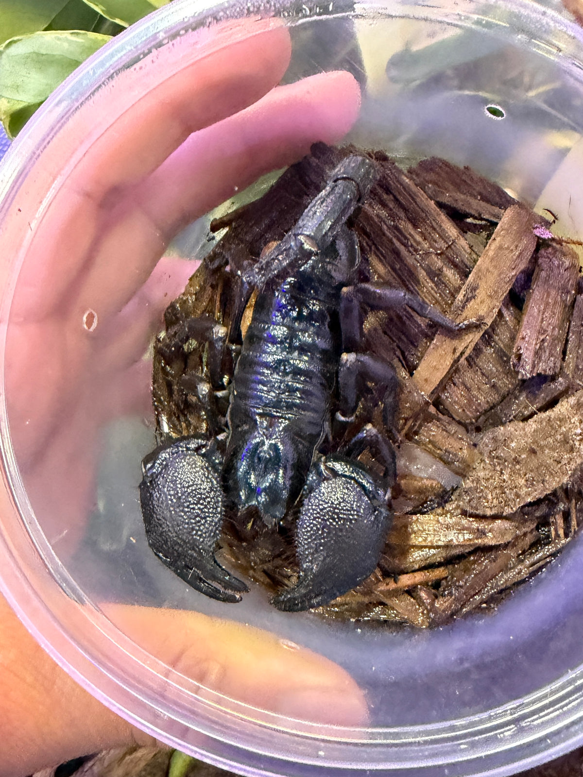 ESCORPIÓN EMPERADOR