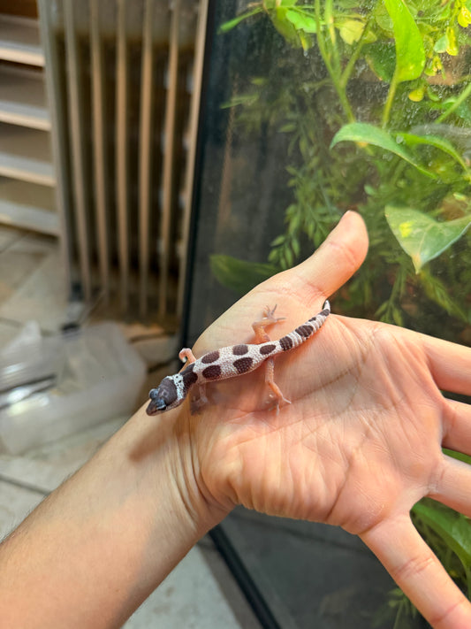 GECKO LEOPARDO MACK SNOW HET BELL POSS HET MP INCUBADO PARA HEMBRA 254