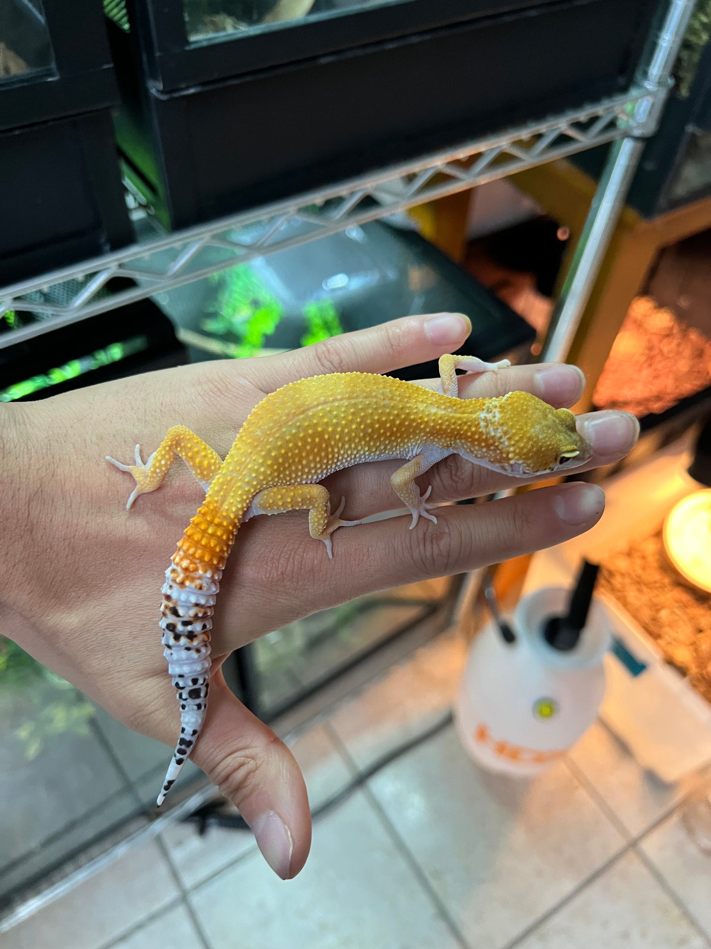 SÚPER HYPO TANGERINE HEMBRA 40