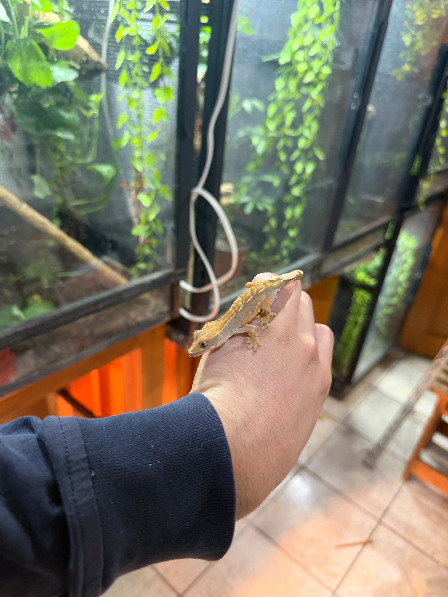 GECKO CRESTADO