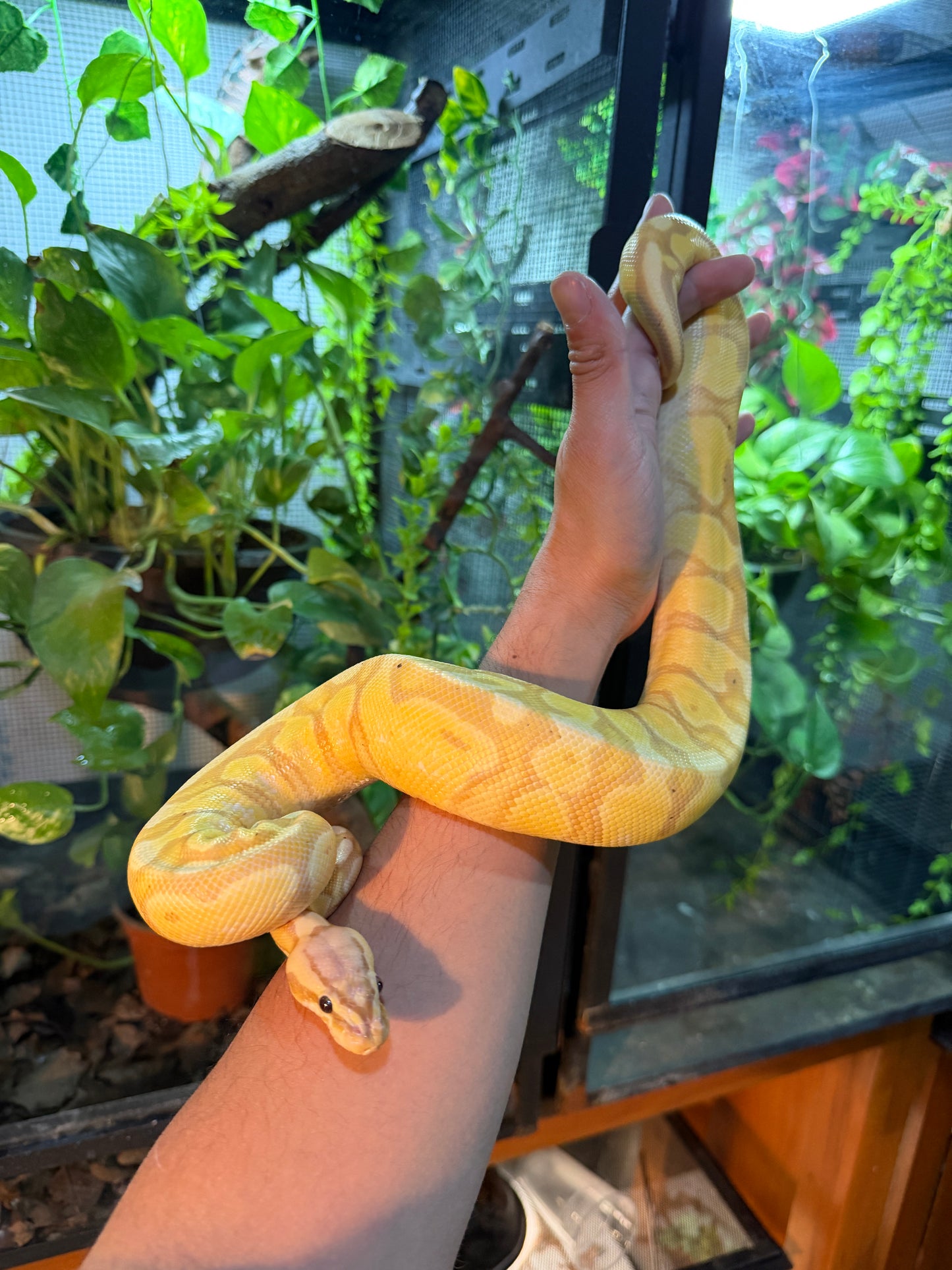 PITÓN BOLA BANANA ENCHI PASTEL MACHO ADULTO 2024