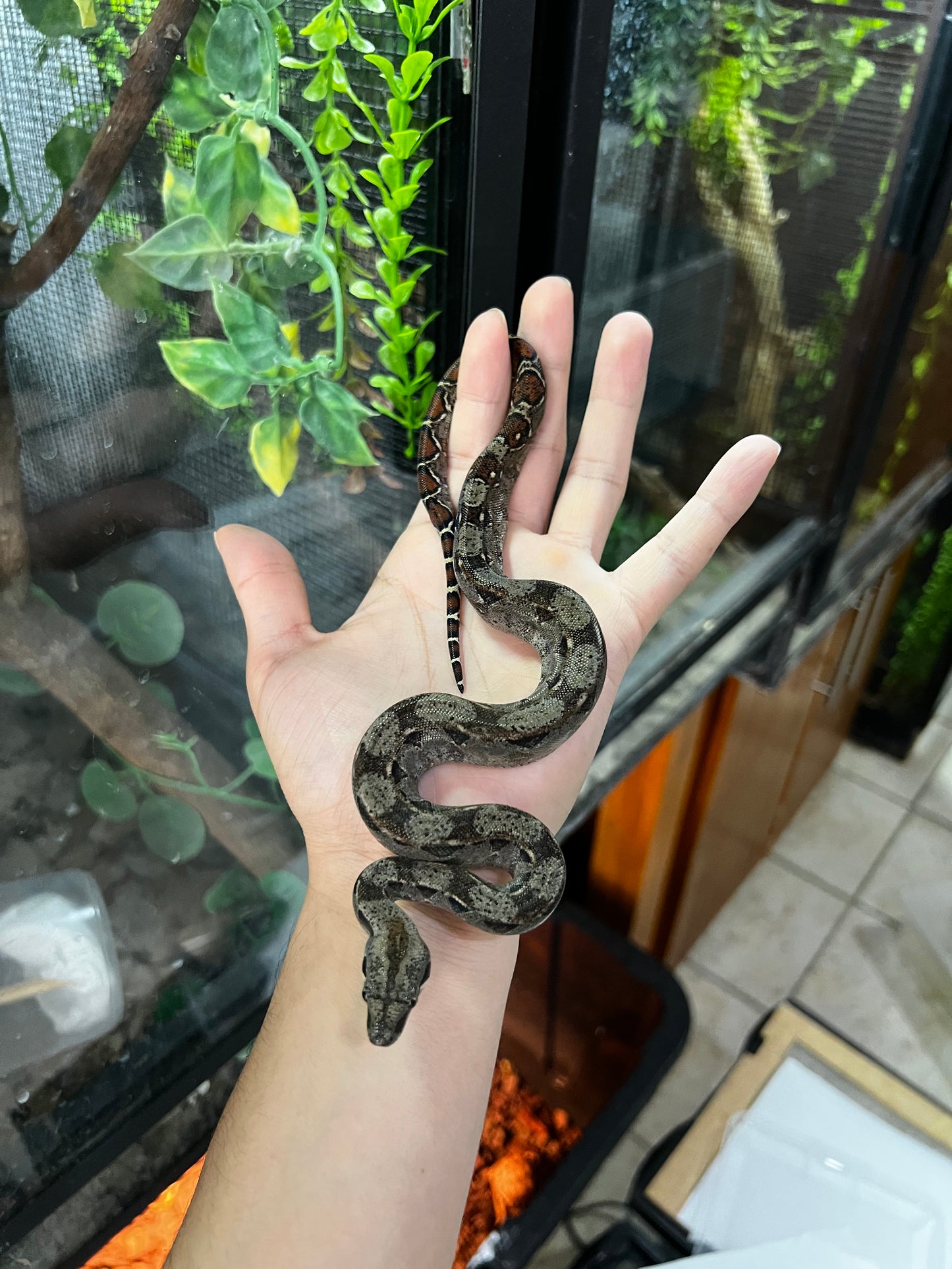 BOA MEXICANA LOCALIDAD VERACRUZ HEMBRA  93