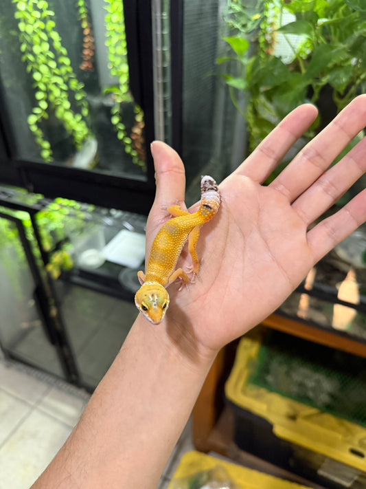 GECKO LEOPARDO SUPER HYPO TANGERINE HEMBRA 6448