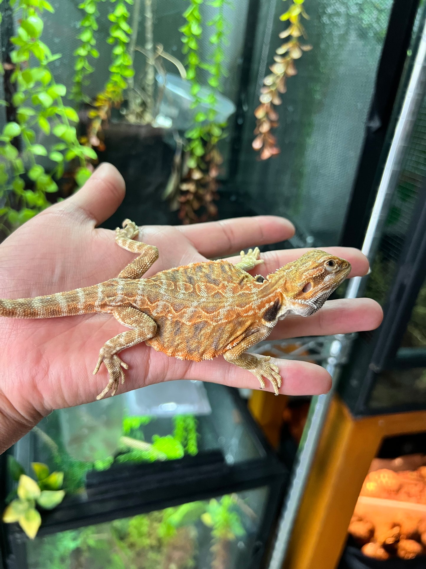 Dragón barbudo leatherback hypo 8