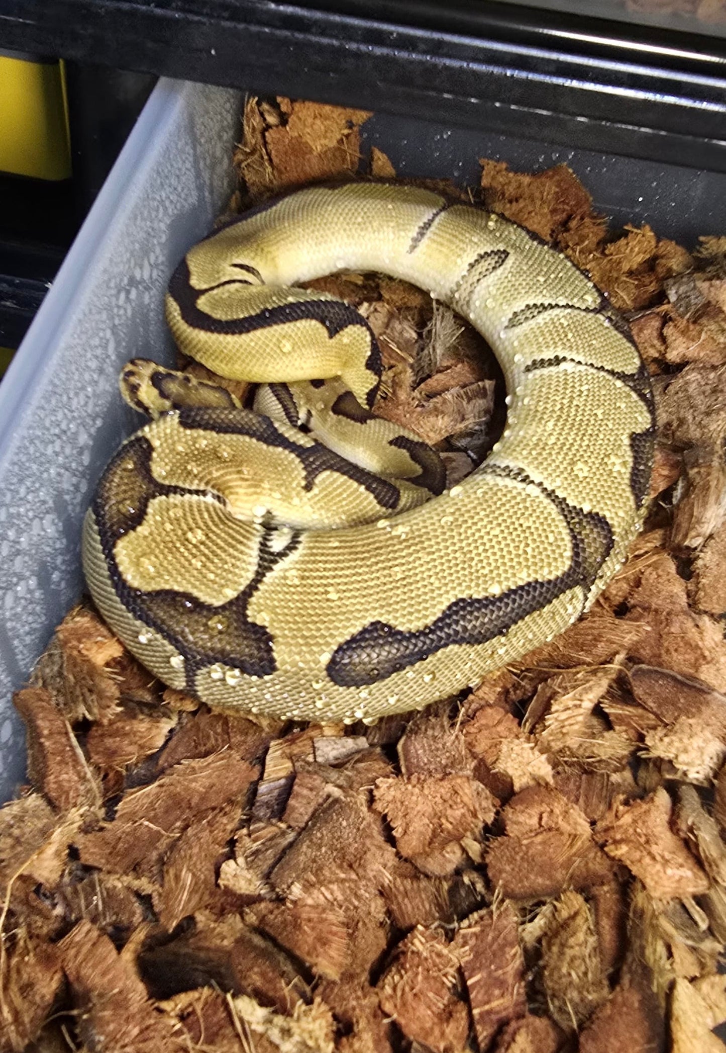 Pitón bola enchi clown 50% het DG macho