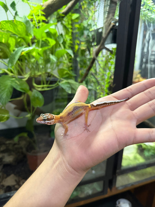 Gecko leopardo JUNGLE 36