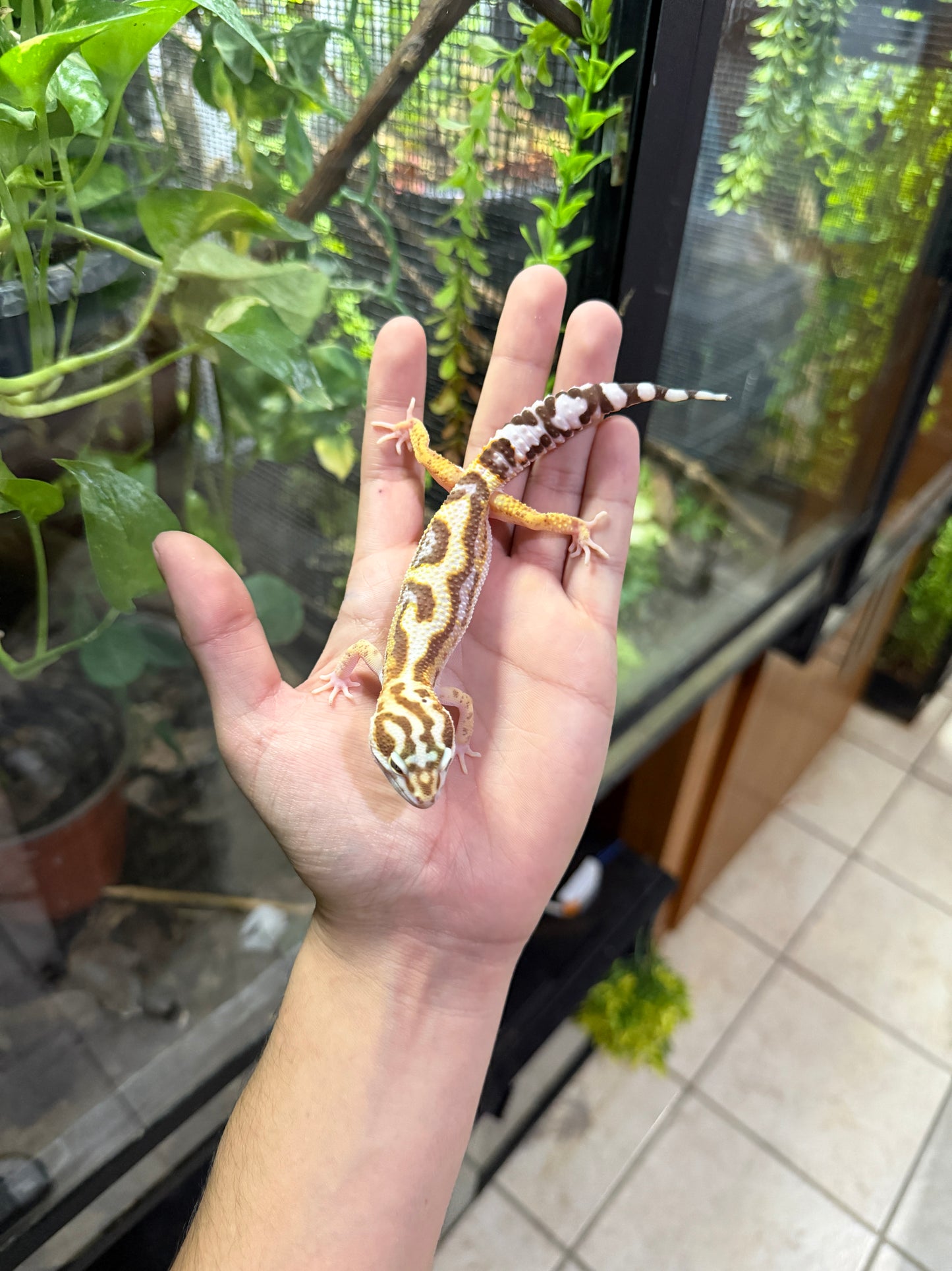 Gecko leopardo TREMPER JUNGLE HC 450