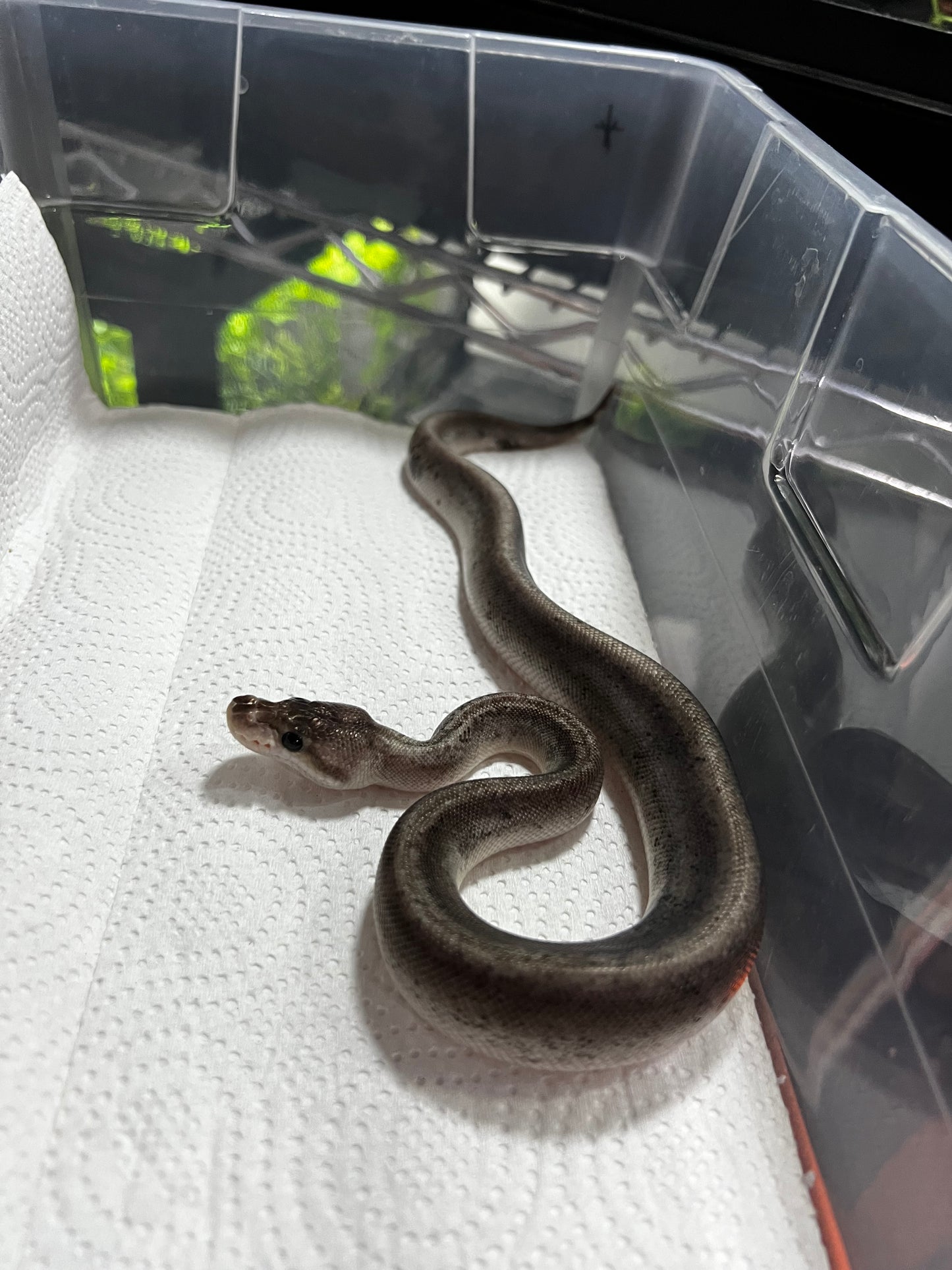 CINNAMON BLACK PASTEL MACHO 41