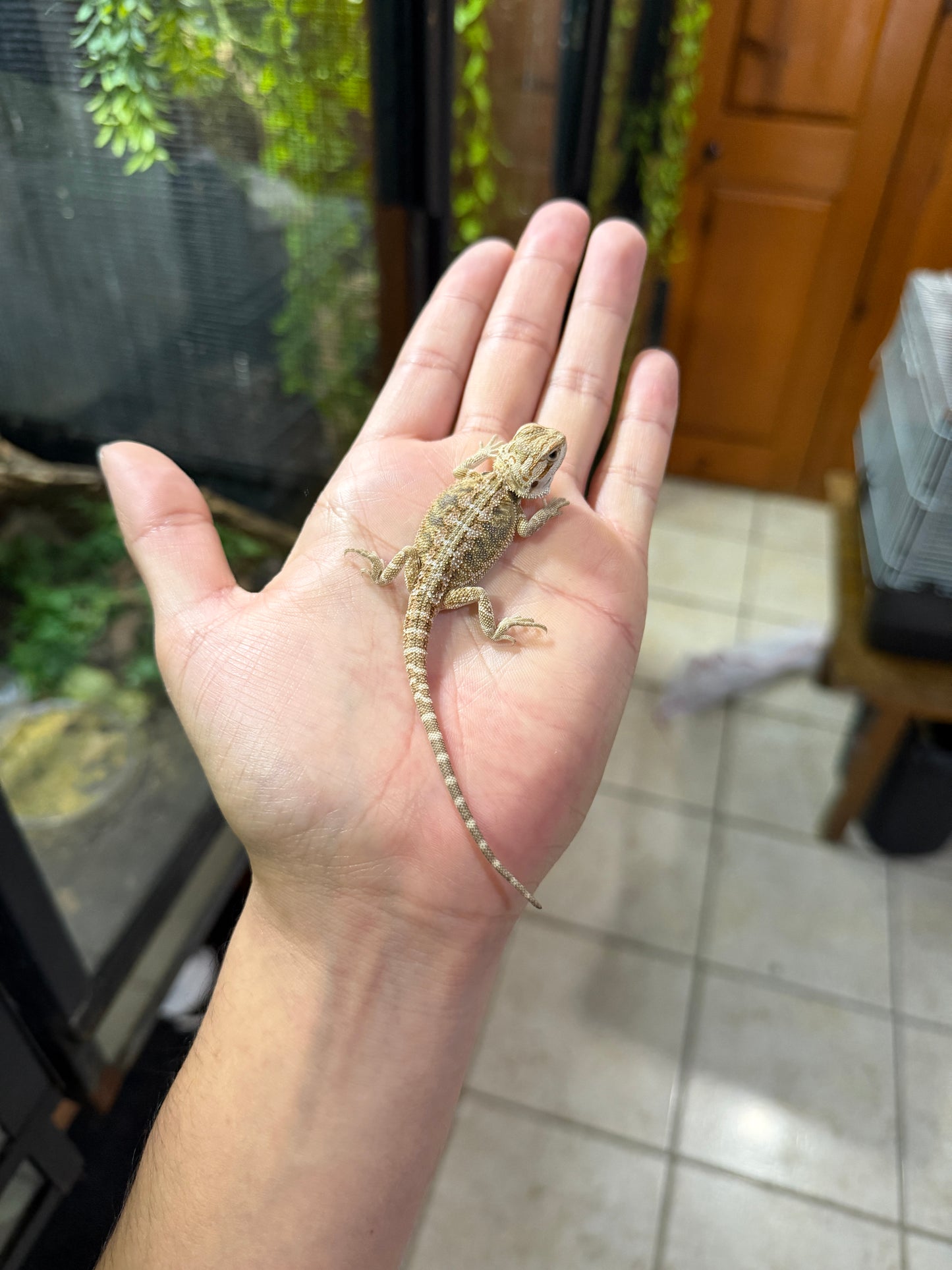 DRAGÓN BARBUDO NOMINAL CRIA 2