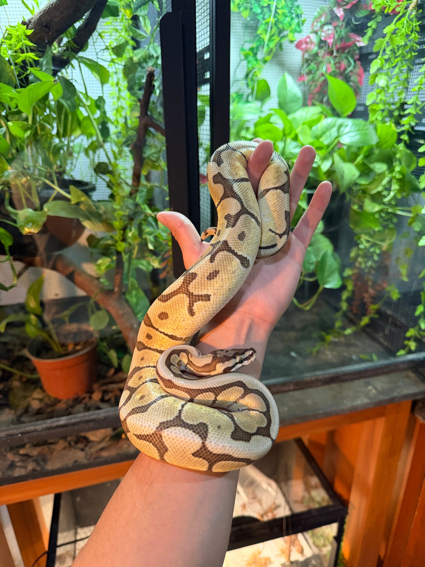 PITÓN BOLA MOJAVE SPIDER MACHO ADULTO 2023