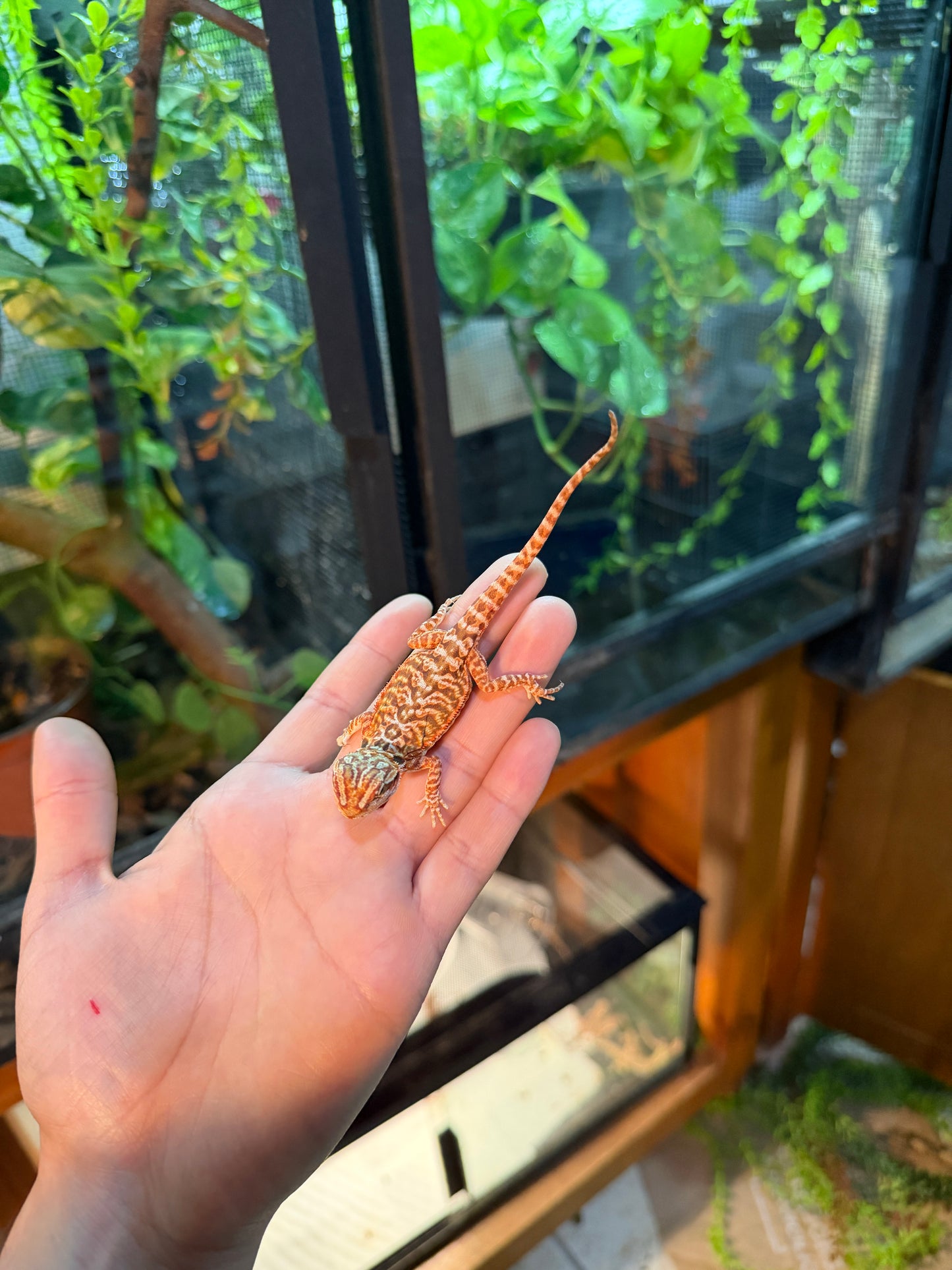 DRAGÓN BARBUDO HYPO LEATHERBACK 6