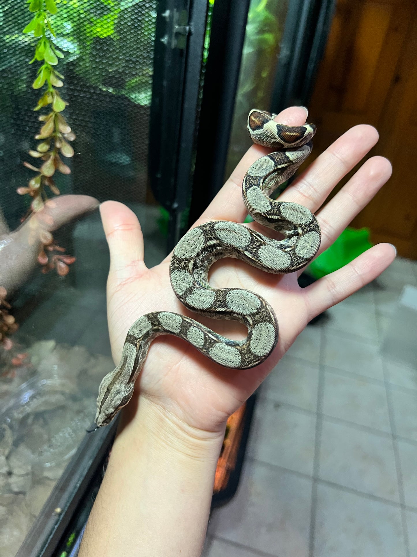 BOA COLOMBIANA 50% HET KHAL ANERY HEMBRA 14/49