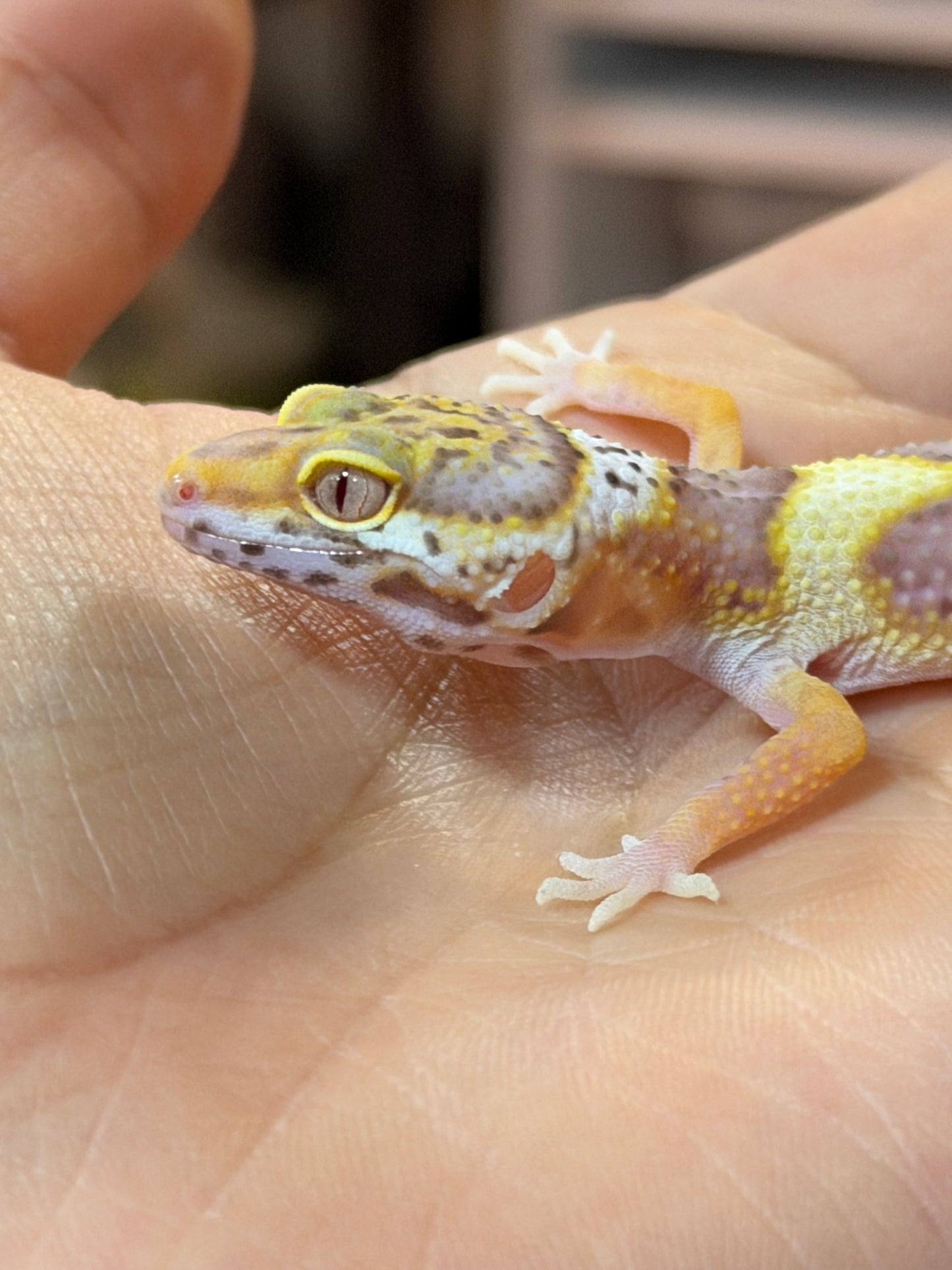 GECKO LEOPARDO MACK SNOW BELL  HEMBRA 080