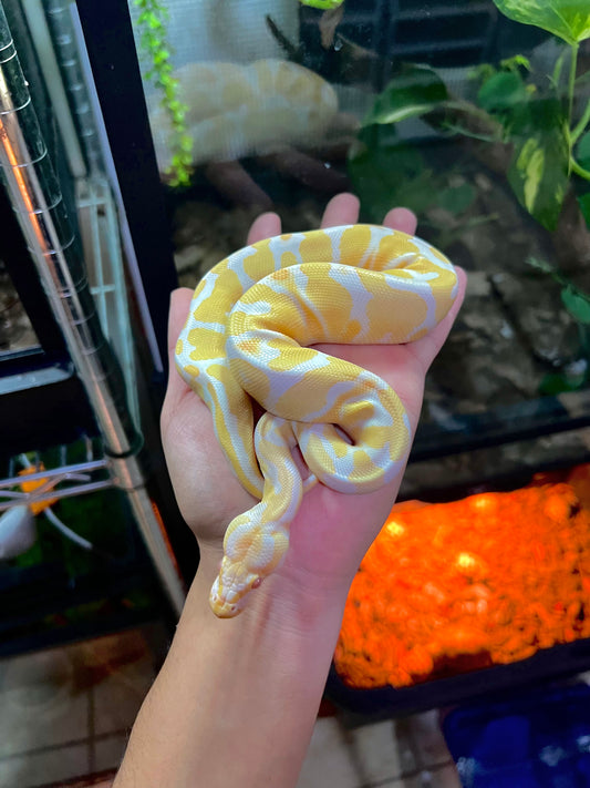 ALBINO YELLOW BELLY MACHO 68