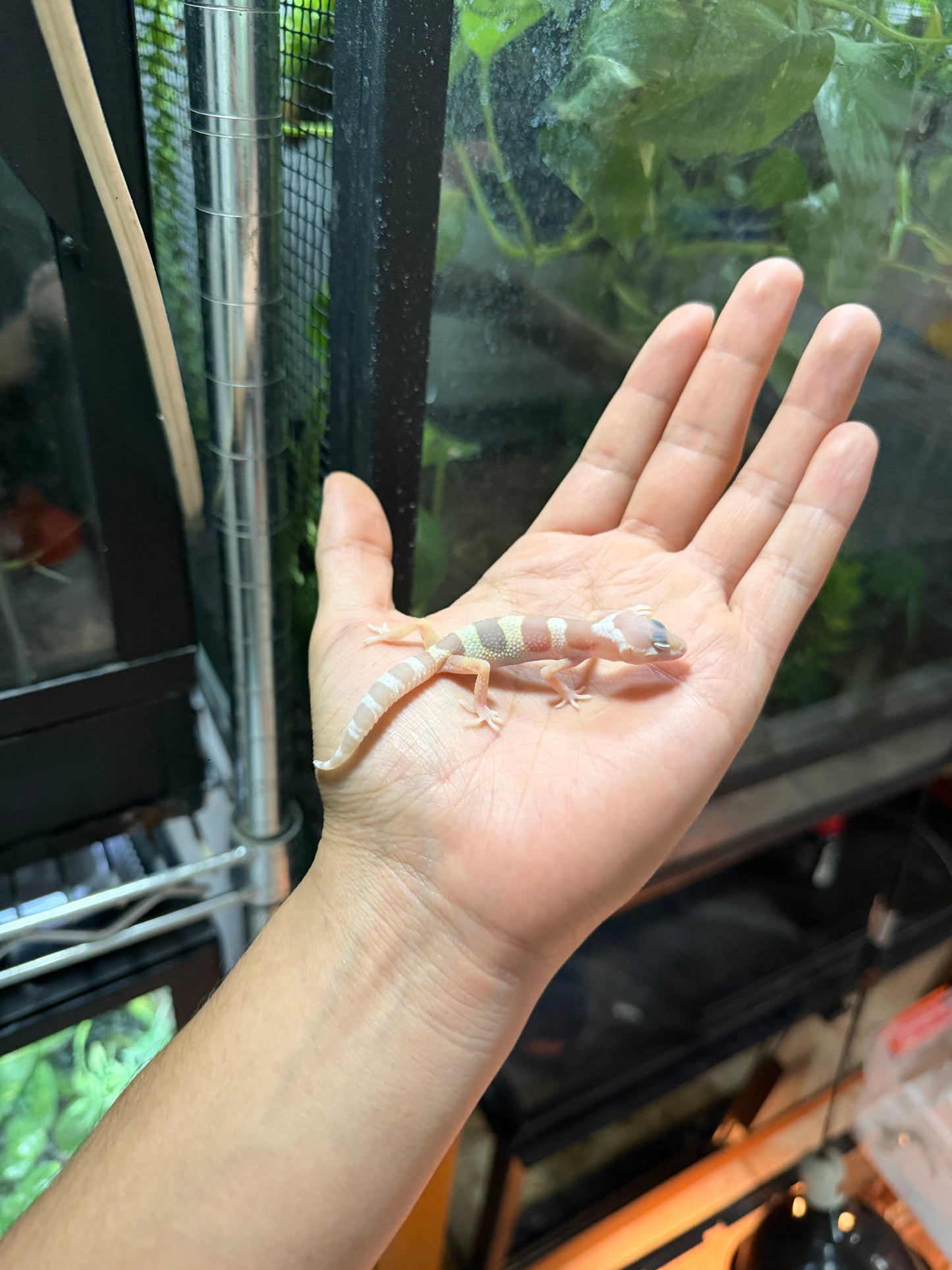GECKO LEOPARDO MACK SNOW ALBINO TREMPER TANGERINE 57
