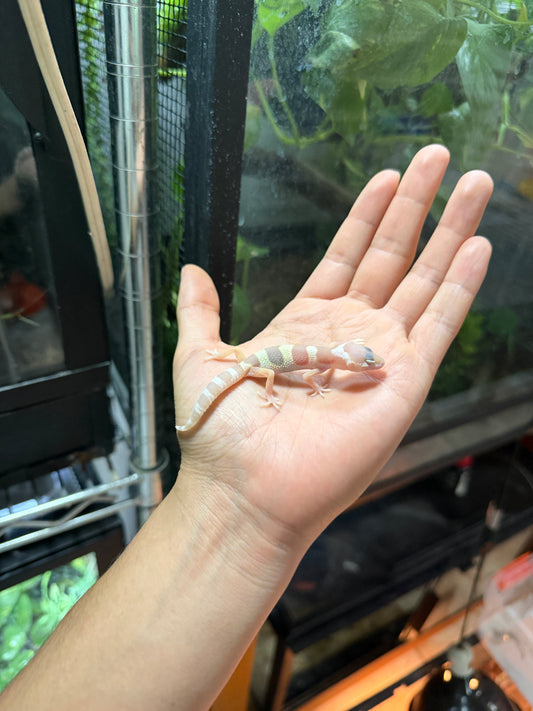 GECKO LEOPARDO MACK SNOW ALBINO TREMPER TANGERINE 57