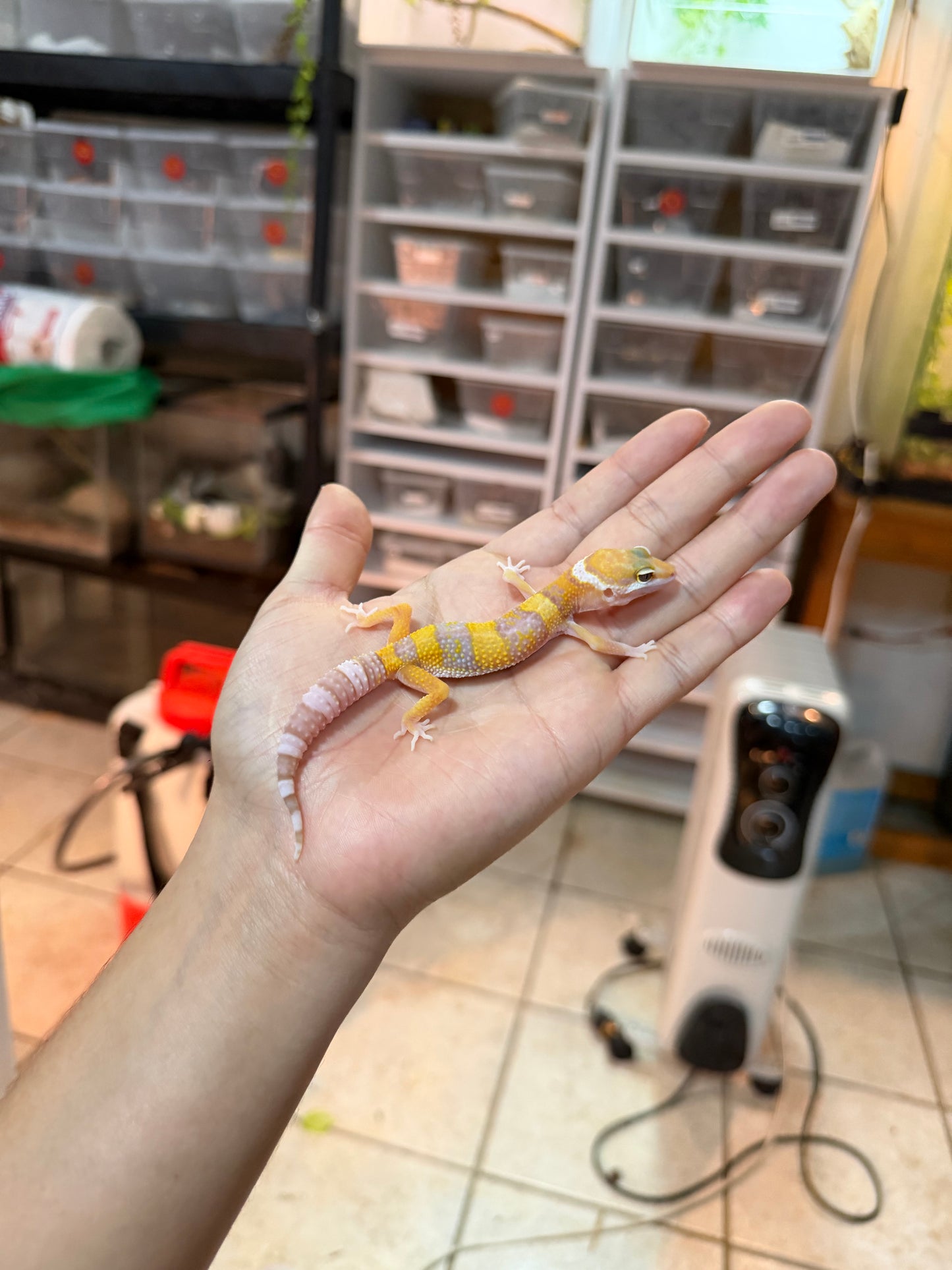 GECKO LEOPARDO RAINWATER 059 MACHO