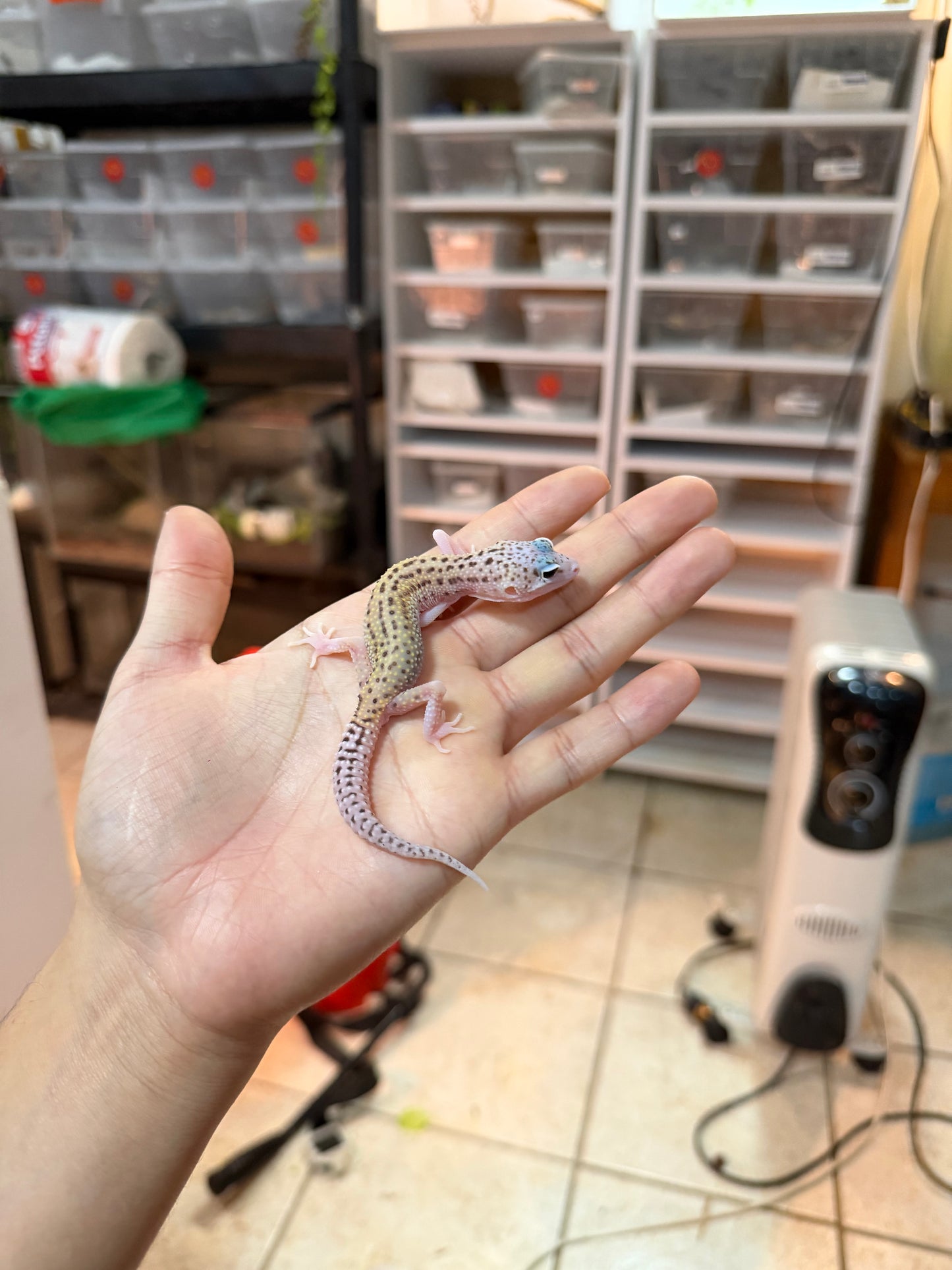 GECKO LEOPARDO ECLIPSE MACHO 033