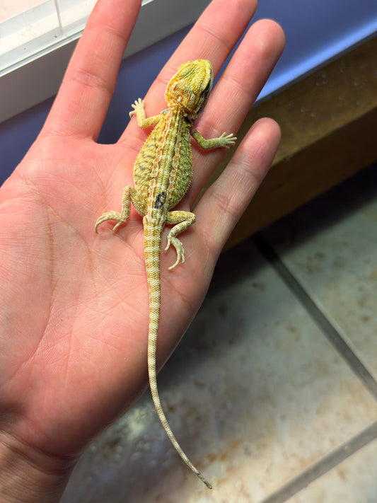 DRAGÓN BARBUDO HYPO LEATHERBACK CITRUS 6